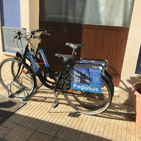 Populus 시라쿠사